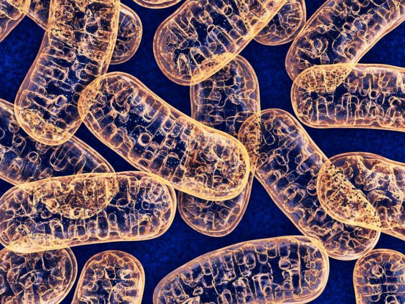 The Mighty Mitochondria(The ultimate Engines of&nbsp;Nature)